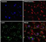 PPAR gamma-2 Antibody in Immunocytochemistry (ICC/IF)