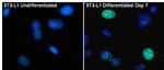 PPAR gamma-2 Antibody in Immunocytochemistry (ICC/IF)