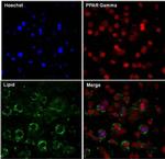 PPAR gamma Antibody in Immunocytochemistry (ICC/IF)