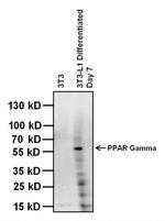 PPAR gamma Antibody in Western Blot (WB)