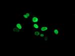 PPARA Antibody in Immunocytochemistry (ICC/IF)