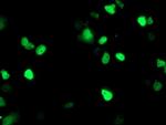 PPARA Antibody in Immunocytochemistry (ICC/IF)