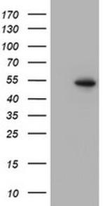 PPARA Antibody in Western Blot (WB)