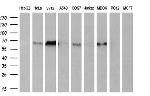 PPARA Antibody in Western Blot (WB)