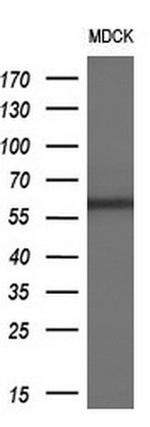 PPARA Antibody in Western Blot (WB)