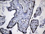 PPARD Antibody in Immunohistochemistry (Paraffin) (IHC (P))