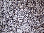 PPARD Antibody in Immunohistochemistry (Paraffin) (IHC (P))