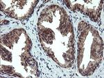 PPAT Antibody in Immunohistochemistry (Paraffin) (IHC (P))