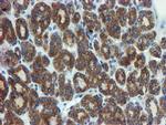 PPAT Antibody in Immunohistochemistry (Paraffin) (IHC (P))