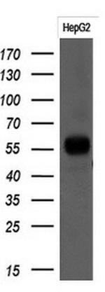 PPAT Antibody in Western Blot (WB)