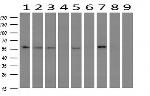 PPAT Antibody in Western Blot (WB)