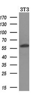 PPAT Antibody in Western Blot (WB)