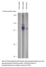 Phospho-PDE4D PKA site (Ser54) Antibody in Western Blot (WB)