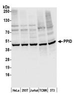 PPID Antibody in Western Blot (WB)