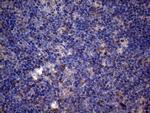 PPIF Antibody in Immunohistochemistry (Paraffin) (IHC (P))