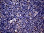 PPIF Antibody in Immunohistochemistry (Paraffin) (IHC (P))