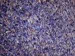 PPIF Antibody in Immunohistochemistry (Paraffin) (IHC (P))