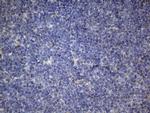 PPIF Antibody in Immunohistochemistry (Paraffin) (IHC (P))