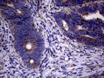 PPIF Antibody in Immunohistochemistry (Paraffin) (IHC (P))