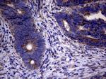 PPIF Antibody in Immunohistochemistry (Paraffin) (IHC (P))