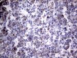 PPIF Antibody in Immunohistochemistry (Paraffin) (IHC (P))