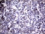 PPIF Antibody in Immunohistochemistry (Paraffin) (IHC (P))