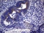 PPIF Antibody in Immunohistochemistry (Paraffin) (IHC (P))