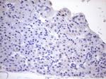 PPIF Antibody in Immunohistochemistry (Paraffin) (IHC (P))