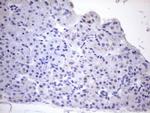 PPIF Antibody in Immunohistochemistry (Paraffin) (IHC (P))