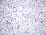 PPIF Antibody in Immunohistochemistry (Paraffin) (IHC (P))