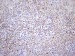 PPIF Antibody in Immunohistochemistry (Paraffin) (IHC (P))