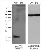 PPIF Antibody