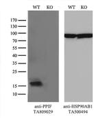 PPIF Antibody in Western Blot (WB)