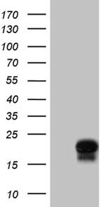 PPIF Antibody in Western Blot (WB)