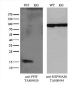 PPIF Antibody in Western Blot (WB)