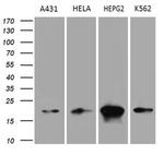 PPIF Antibody in Western Blot (WB)