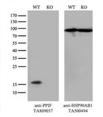 PPIF Antibody in Western Blot (WB)