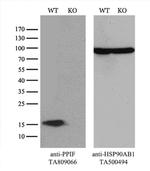 PPIF Antibody in Western Blot (WB)