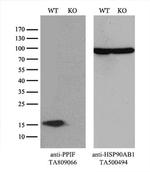 PPIF Antibody in Western Blot (WB)