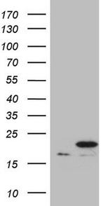 PPIF Antibody in Western Blot (WB)