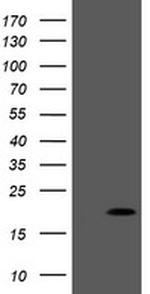 PPIL3 Antibody in Western Blot (WB)