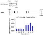 PPM1A Antibody in ChIP Assay (ChIP)