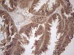 PPP1CA Antibody in Immunohistochemistry (Paraffin) (IHC (P))