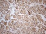 PPP1CA Antibody in Immunohistochemistry (Paraffin) (IHC (P))