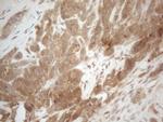 PPP1CA Antibody in Immunohistochemistry (Paraffin) (IHC (P))