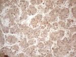 PPP1CA Antibody in Immunohistochemistry (Paraffin) (IHC (P))