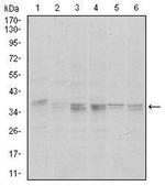 PP1 alpha Antibody in Western Blot (WB)