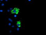 PPP1R15A Antibody in Immunocytochemistry (ICC/IF)