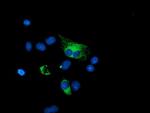 PPP1R15A Antibody in Immunocytochemistry (ICC/IF)