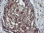 PPP1R15A Antibody in Immunohistochemistry (Paraffin) (IHC (P))